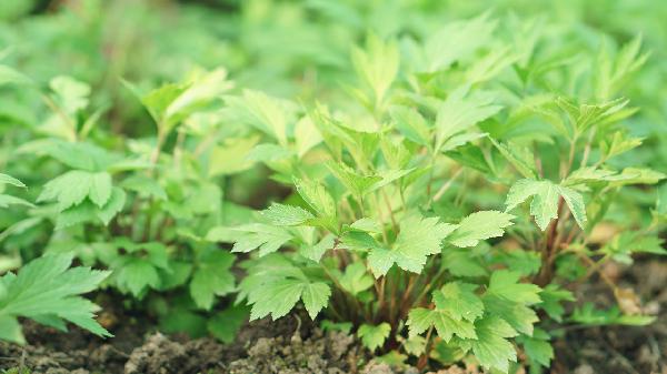 一天能够吃多少荔枝